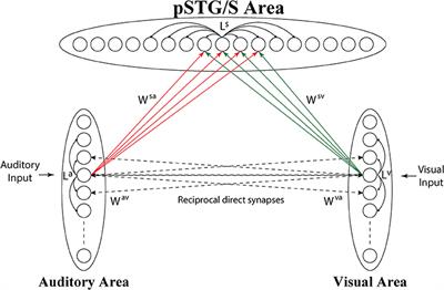 A Computational Analysis of Neural Mechanisms Underlying the Maturation of Multisensory Speech Integration in Neurotypical Children and Those on the Autism Spectrum